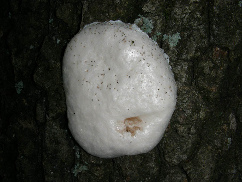 Enteridium lycoperdon - Ritrovamento del 08.06.2010.