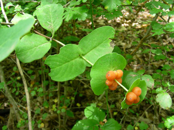 Da determinare fotog.23.06.09. - Lonicera implexa