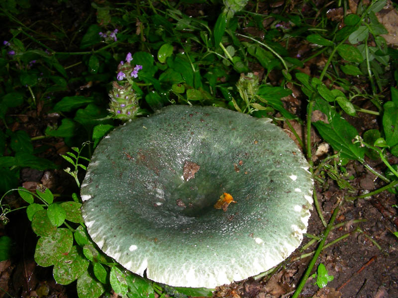 Russula fotog il 15.06.2010.