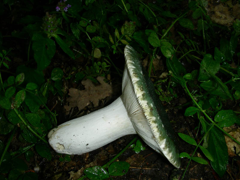 Russula fotog il 15.06.2010.