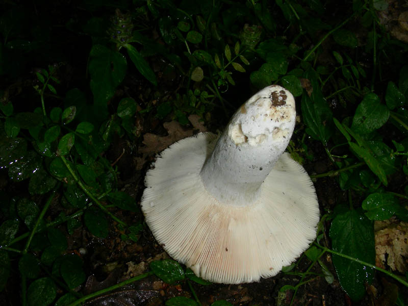 Russula fotog il 15.06.2010.