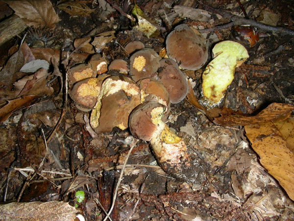 Boletus fragrans.