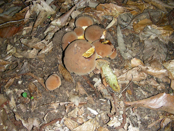 Boletus fragrans.