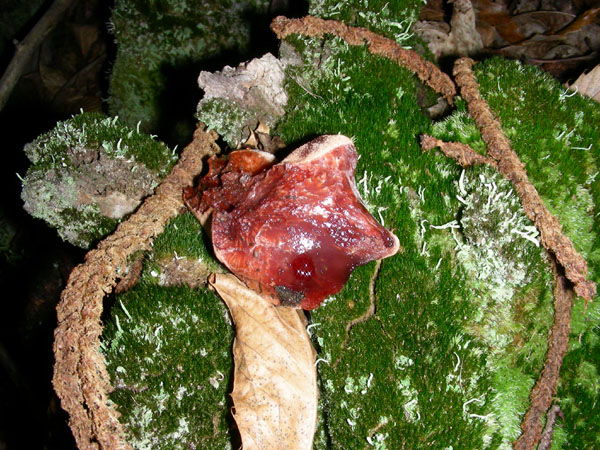 Fistulina hepatica.