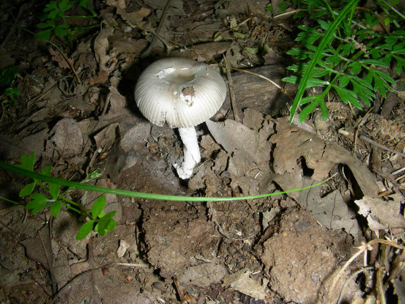 Amanita fotog. il 18.06.2010.