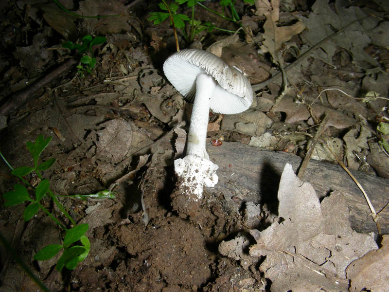 Amanita fotog. il 18.06.2010.