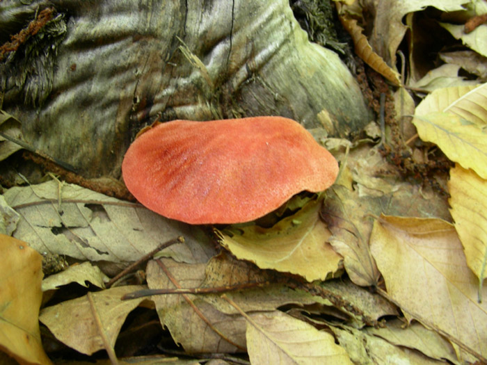 Fistulina hepatica.