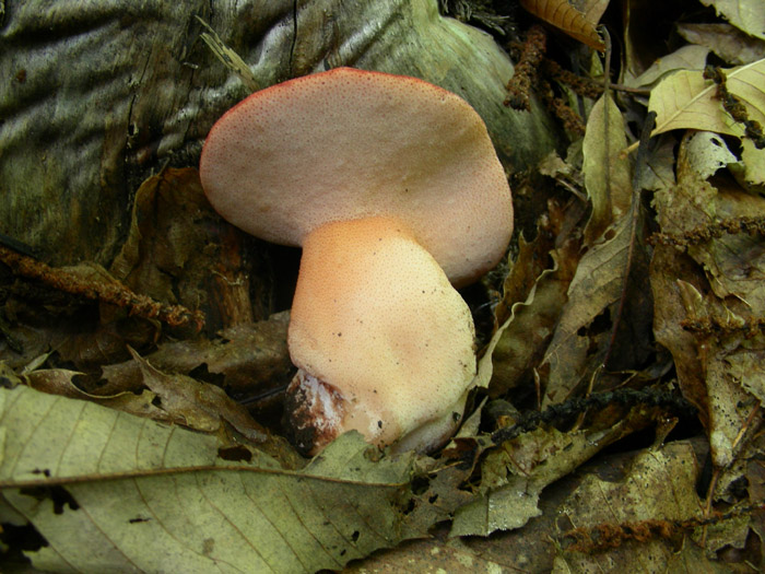 Fistulina hepatica.