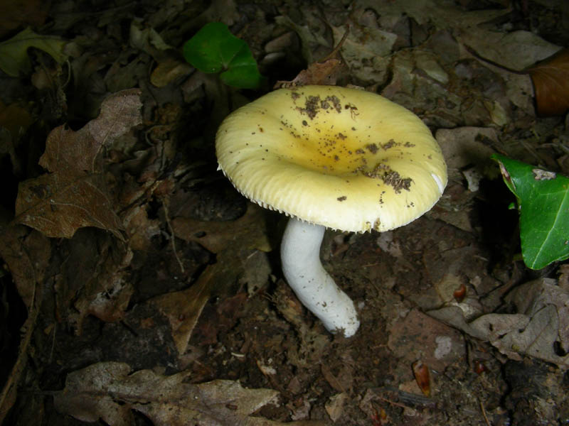 Russula fotog. il 18.06.2010.