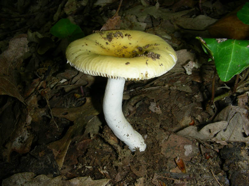 Russula fotog. il 18.06.2010.