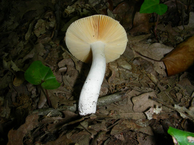 Russula fotog. il 18.06.2010.