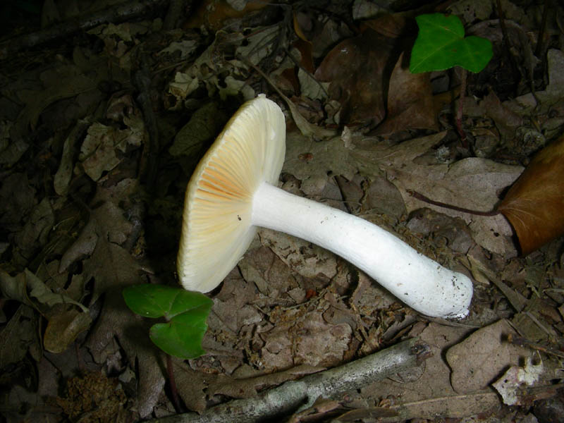 Russula fotog. il 18.06.2010.