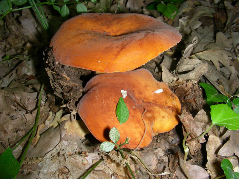 Lactarius rugatus fotog.il 18.06.2010.