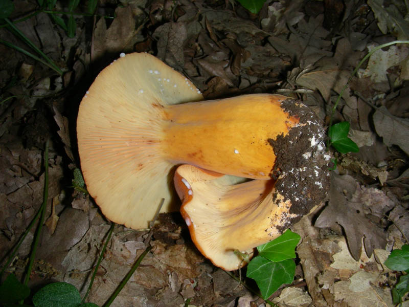 Lactarius rugatus fotog.il 18.06.2010.