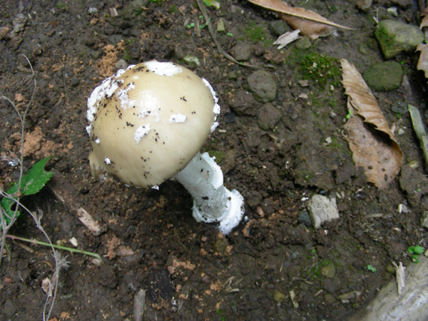 Amanita panterina?