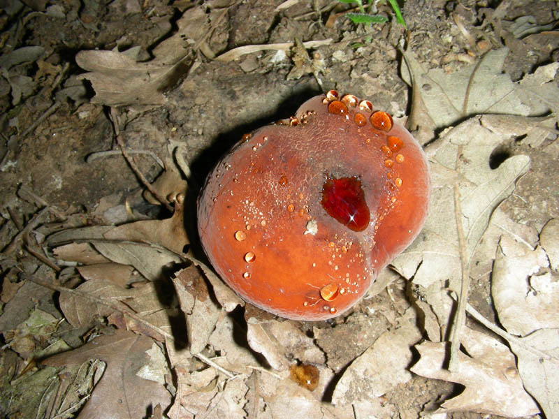 Lactarius rugatus fotog.il 18.06.2010.