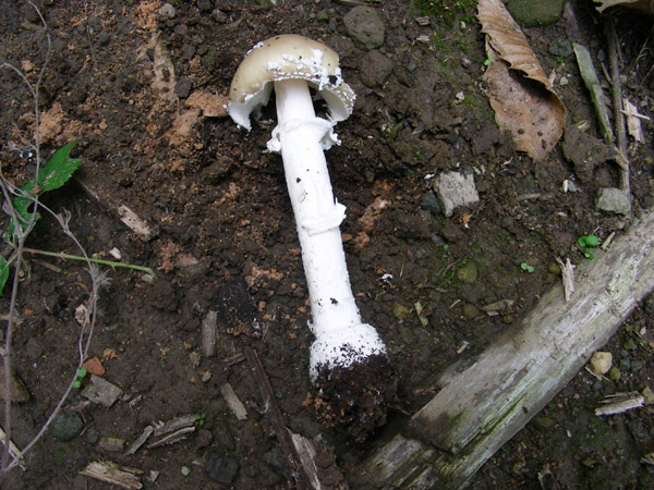 Amanita panterina?