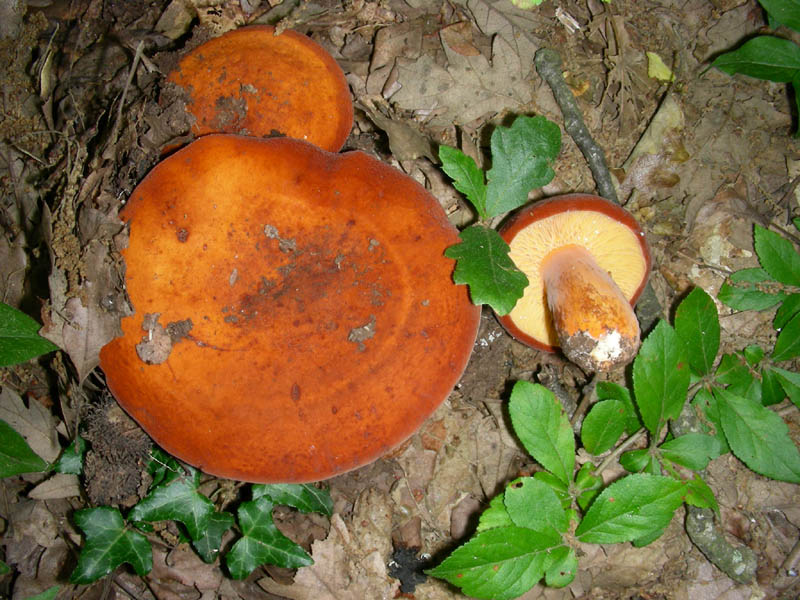 Lactarius rugatus fotog.il 18.06.2010.