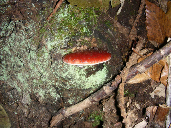 Fistulina hepatica.