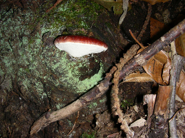 Fistulina hepatica.