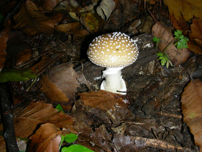 Amanita.