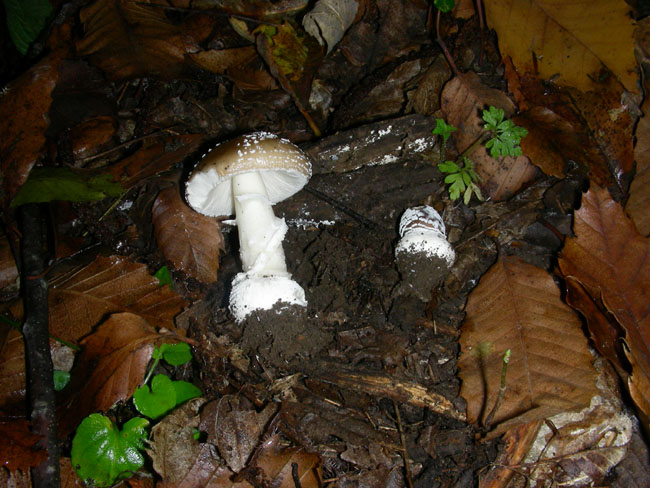 Amanita.