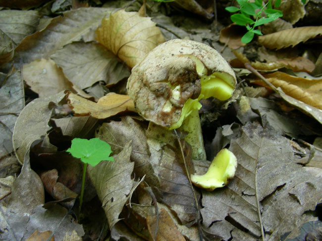 Boletus impolitus [Hemileccinum impolitum (Fr.) Sutara]