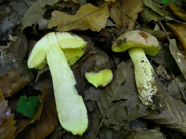 Boletus impolitus [Hemileccinum impolitum (Fr.) Sutara]