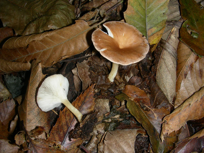 Clitocybe gibba