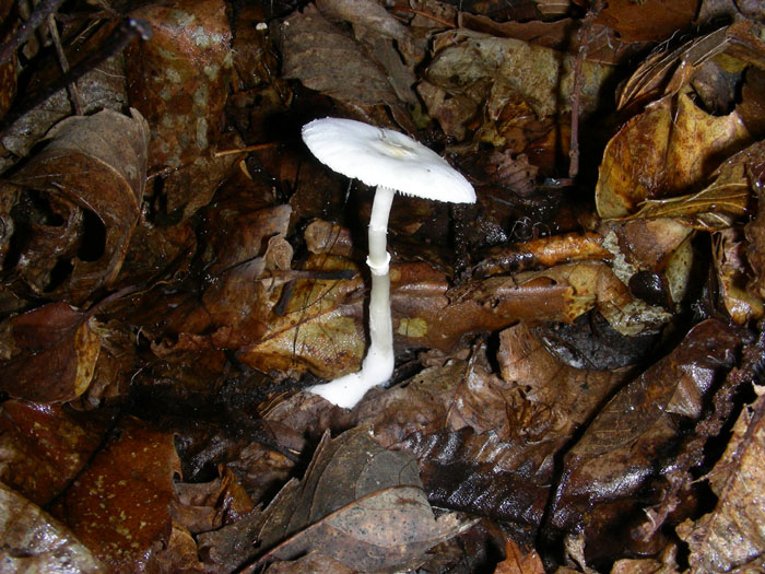 Sericeomyces serenus