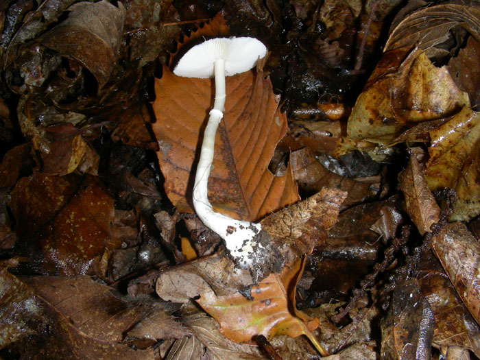 Sericeomyces serenus