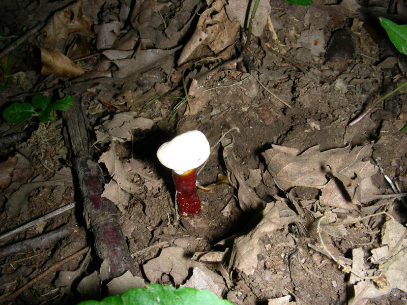 Piccolo Ganoderma lucidum fotog.il 25.06.2010.