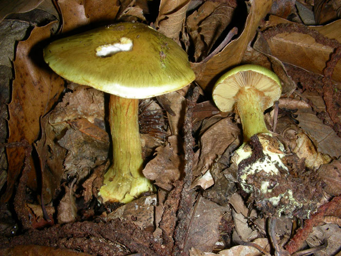 Cortinarius odoratus?