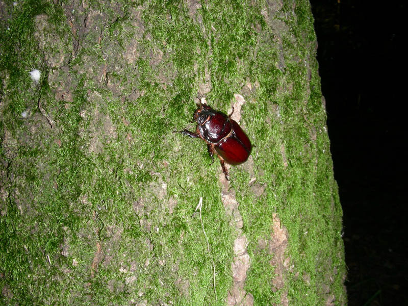 Oryctes nasicornis