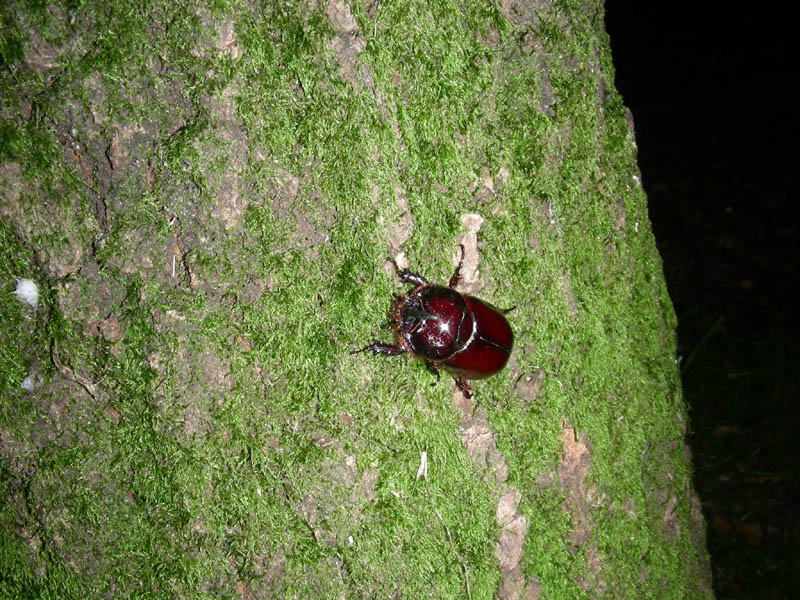 Oryctes nasicornis