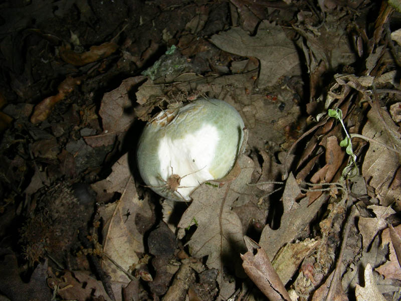 Ritrovamenti del 02.07.2010.bosco prevalenza Quercia