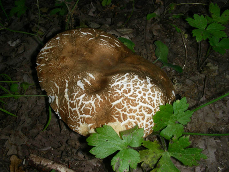 Ritrovamenti del 02.07.2010.bosco prevalenza Quercia