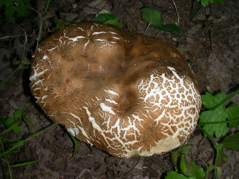 Ritrovamenti del 02.07.2010.bosco prevalenza Quercia