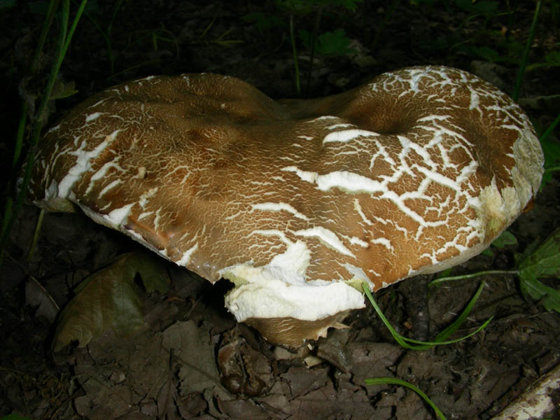 Ritrovamenti del 02.07.2010.bosco prevalenza Quercia