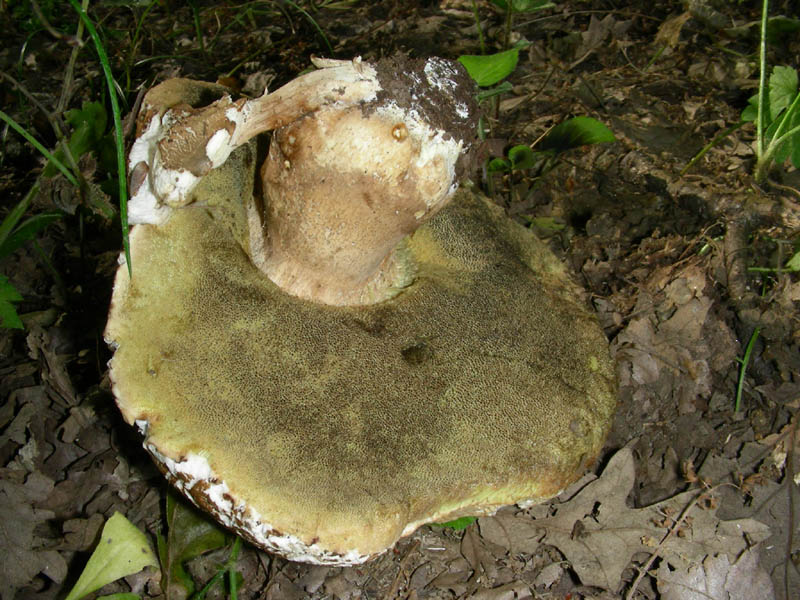 Ritrovamenti del 02.07.2010.bosco prevalenza Quercia