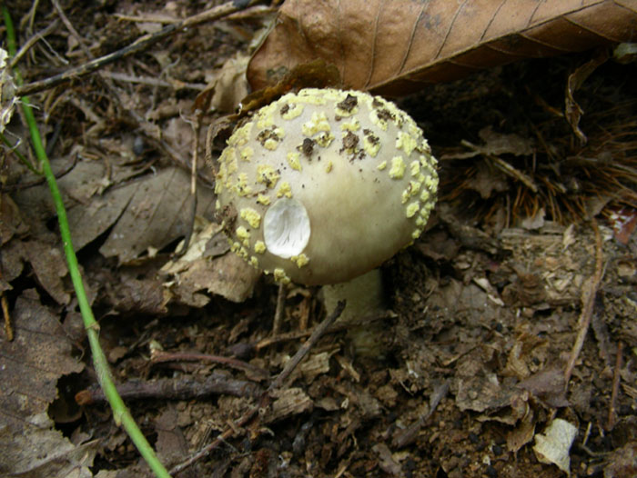 Amanita.