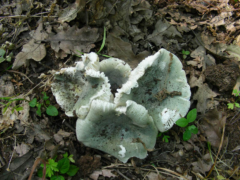 Ritrovamenti del 02.07.2010.bosco prevalenza Quercia