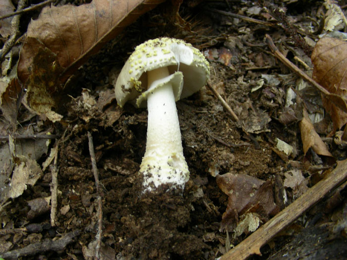 Amanita.