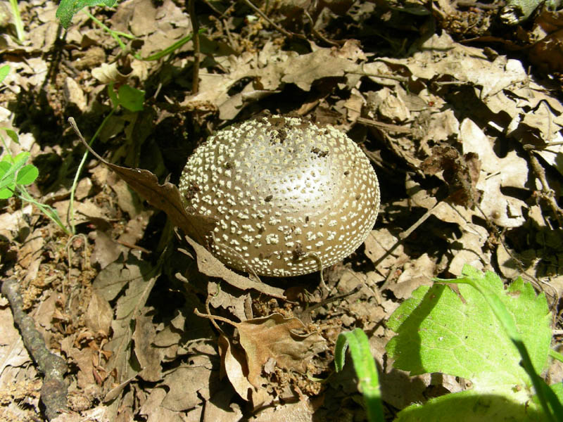 Ritrovamenti del 02.07.2010.bosco prevalenza Quercia