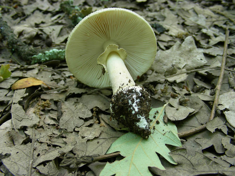 Ritrovamenti del 02.07.2010.bosco prevalenza Quercia