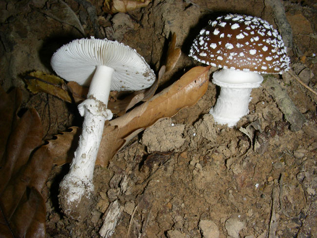 Amanita.