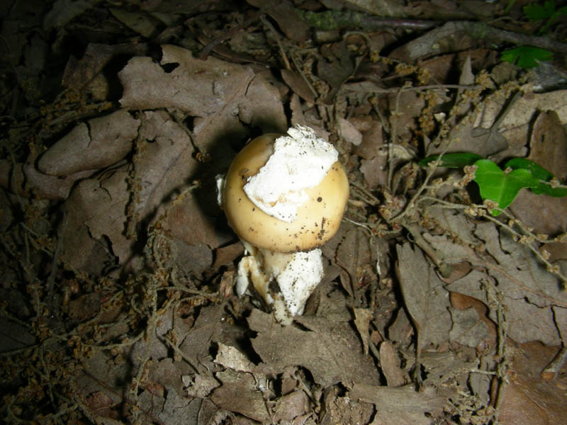 Amanita fotog.il 06.07.2010.