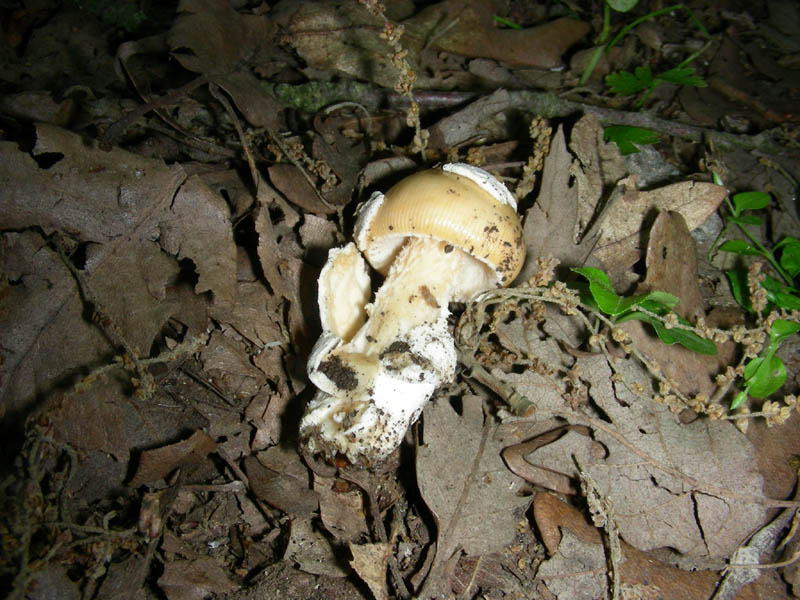 Amanita fotog.il 06.07.2010.