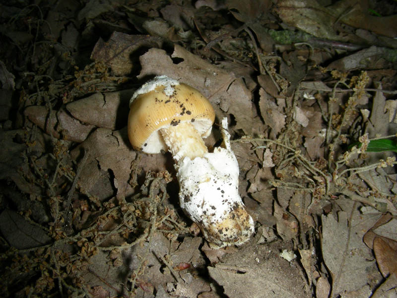 Amanita fotog.il 06.07.2010.