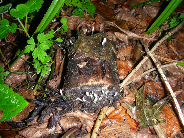 Xylaria hypoxylon